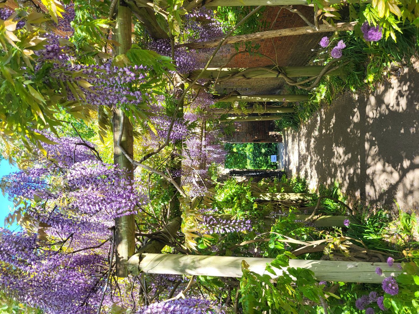 Wisteria Eastcote House Gardens