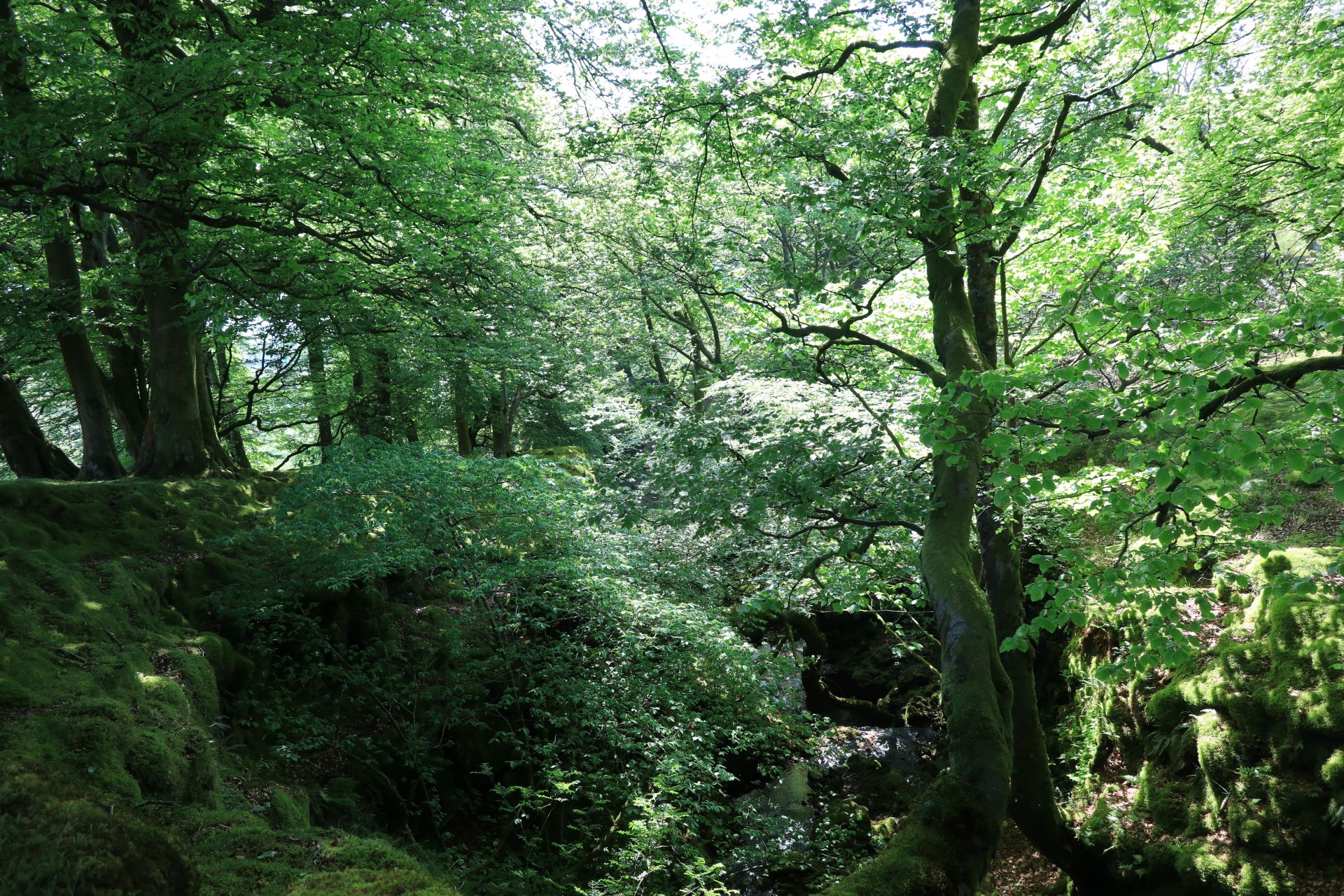 summertime woodland