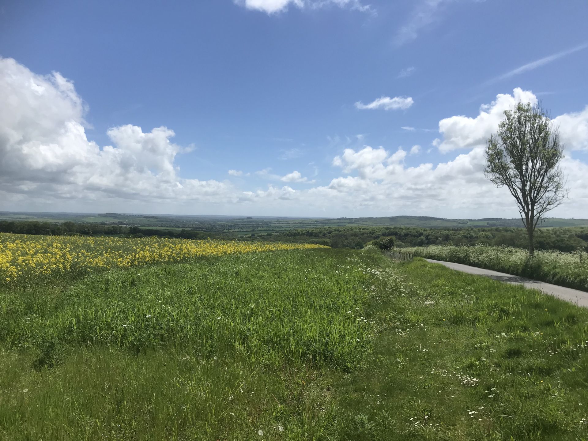 View across Martin Down
