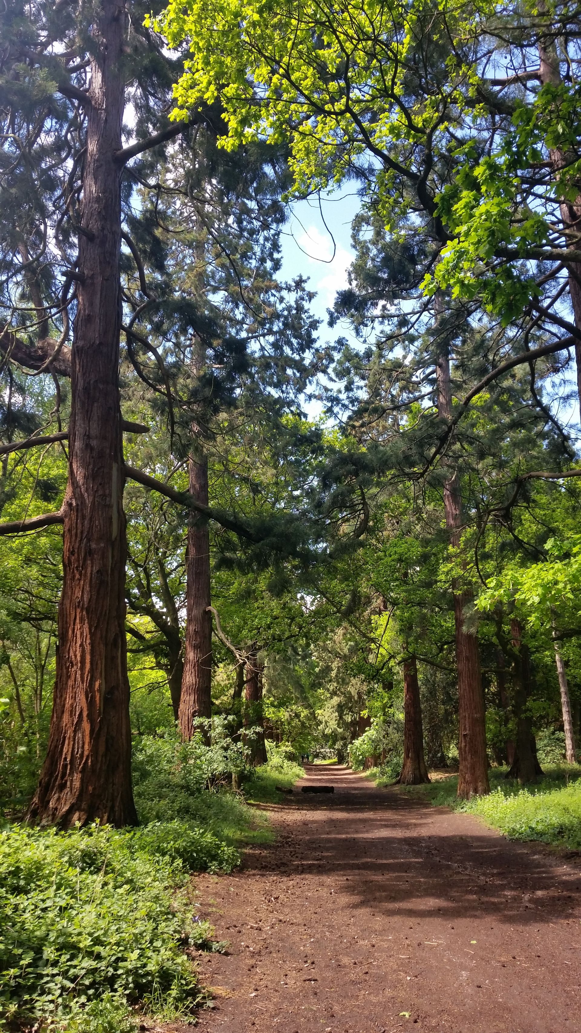Avenue of Giant Sequoias