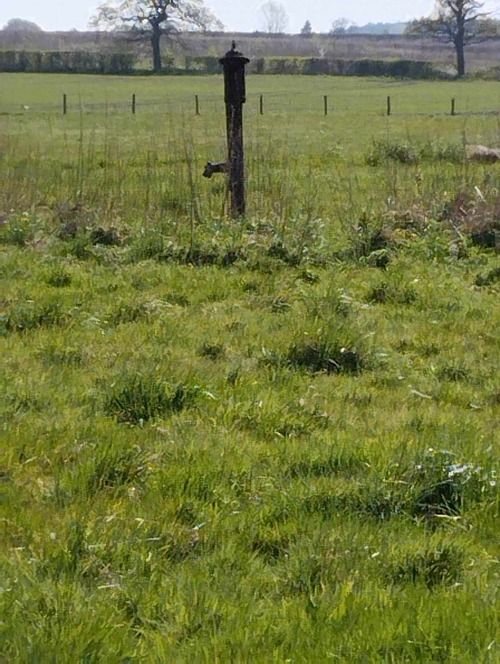 Water pump in field