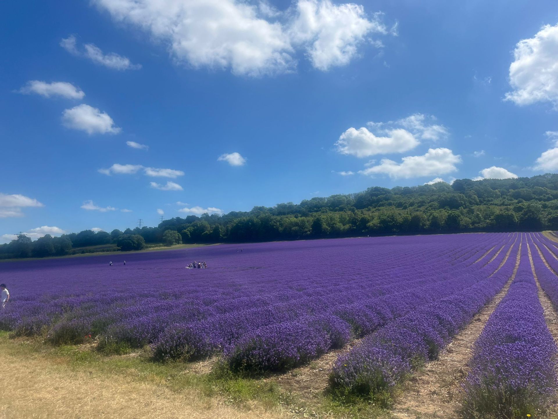 lavender