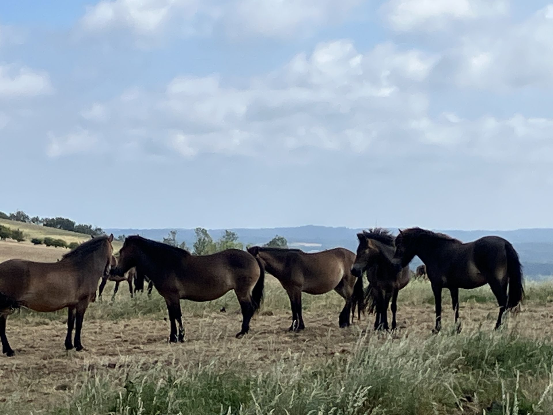 New Forest Ponies at Mount Caburn