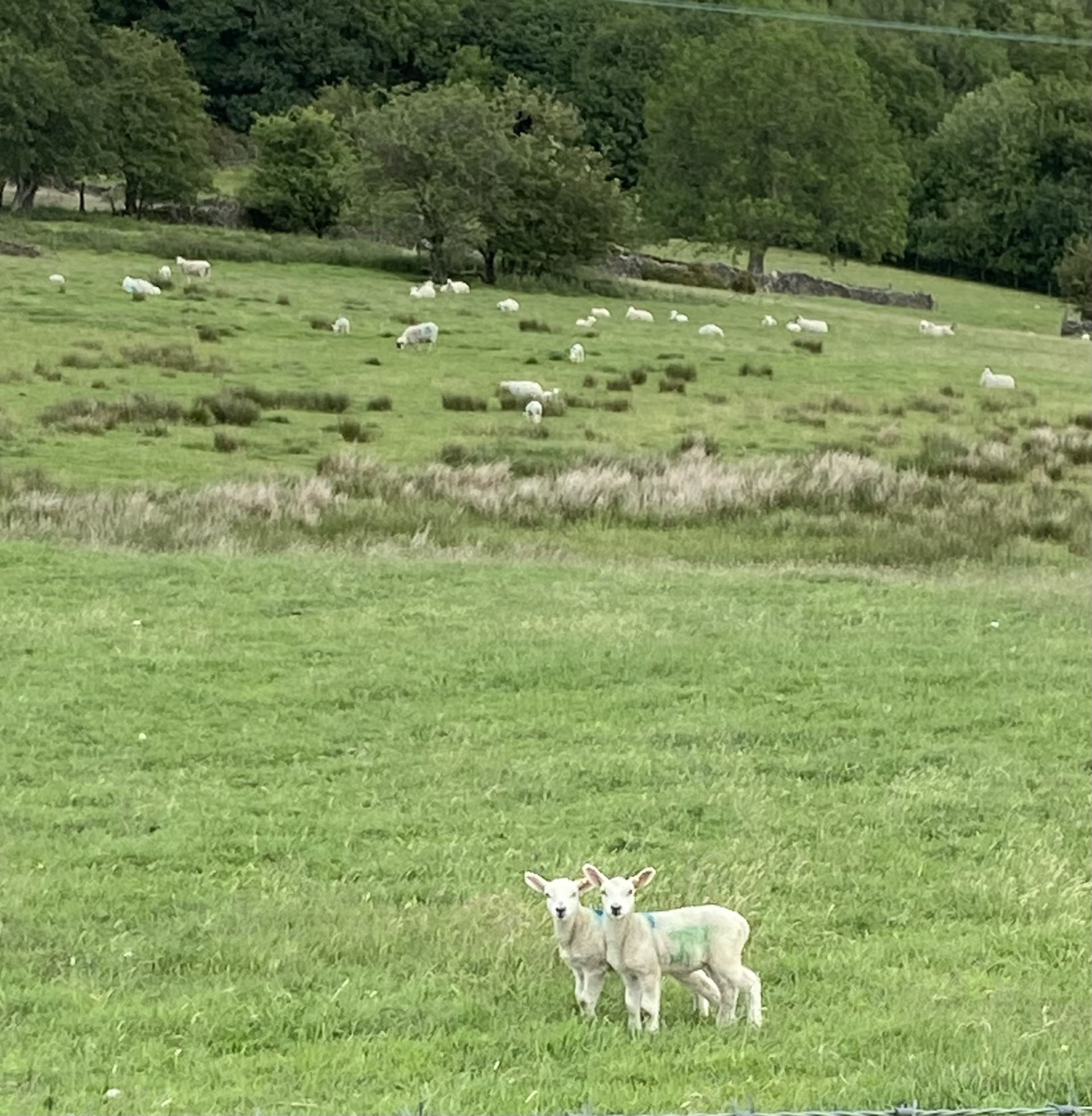 Lambs saying hello