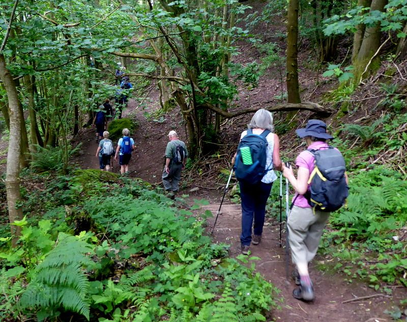 Woodland walk