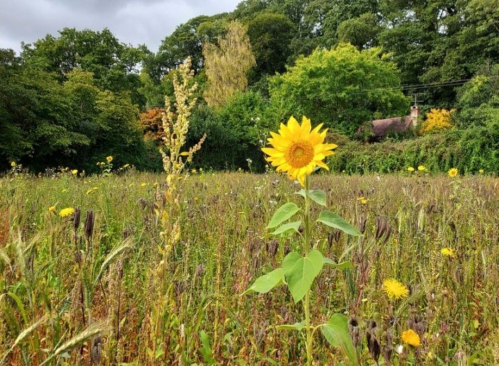 Sunflowers