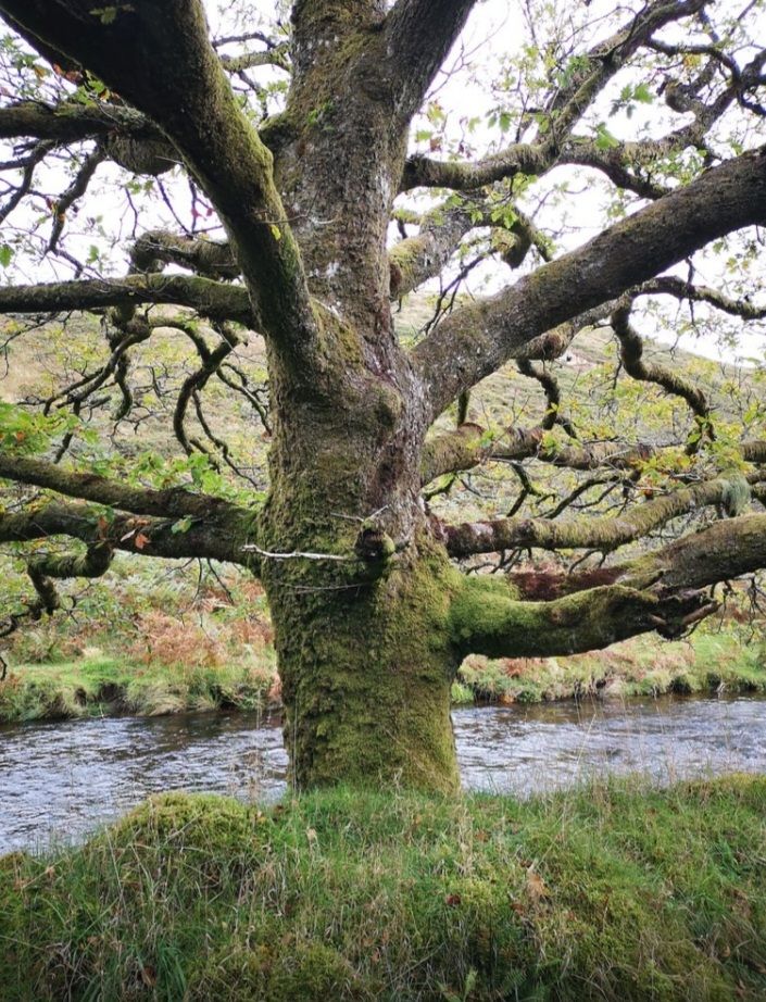 Badgworthy water and tree