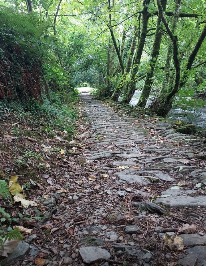 cobblestone path through the woods