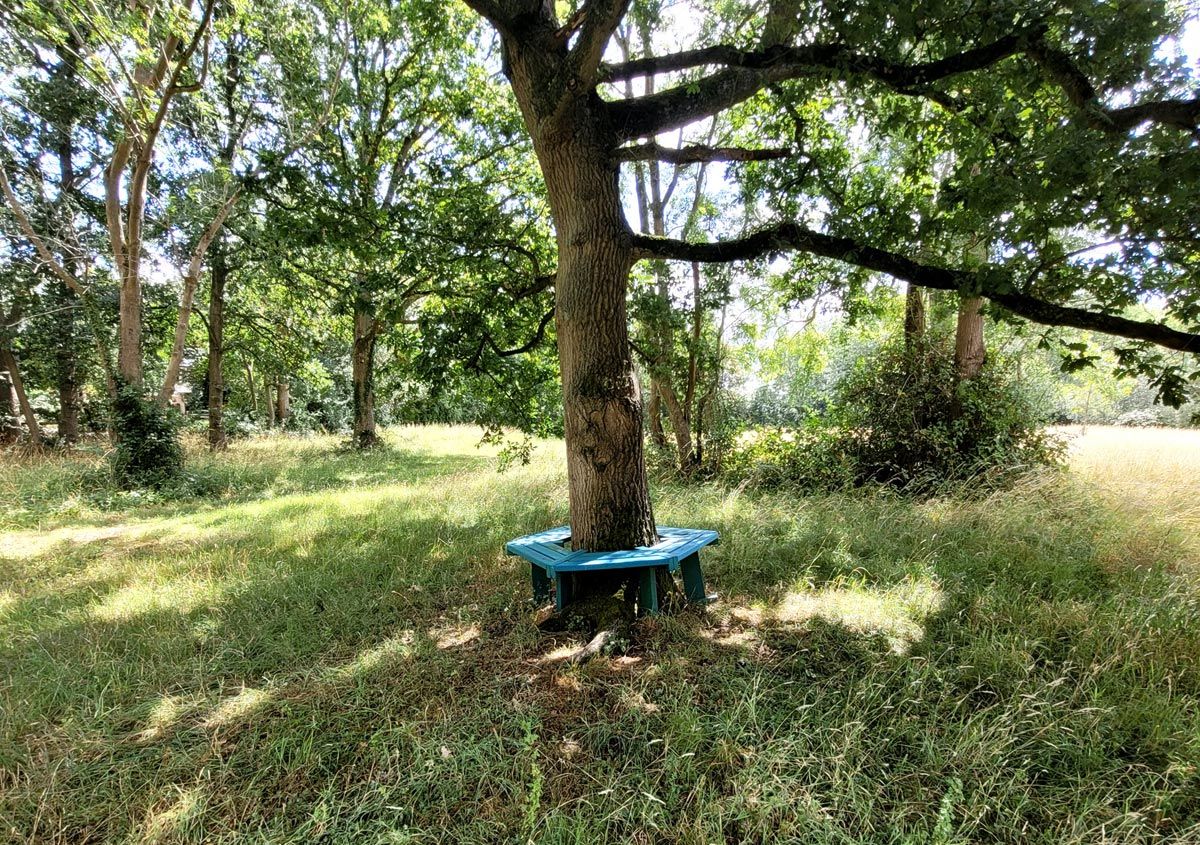 tree with seating