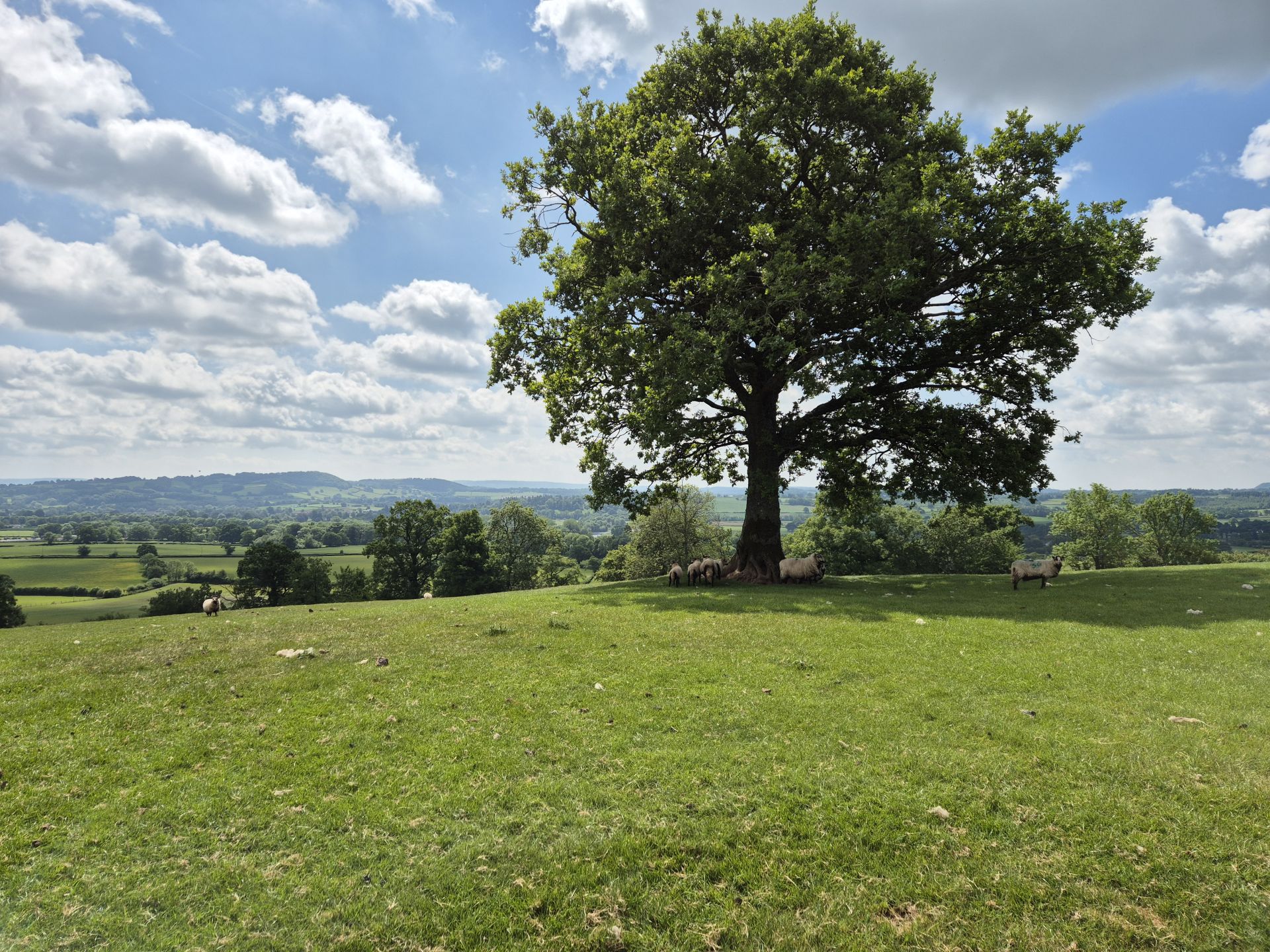 tree