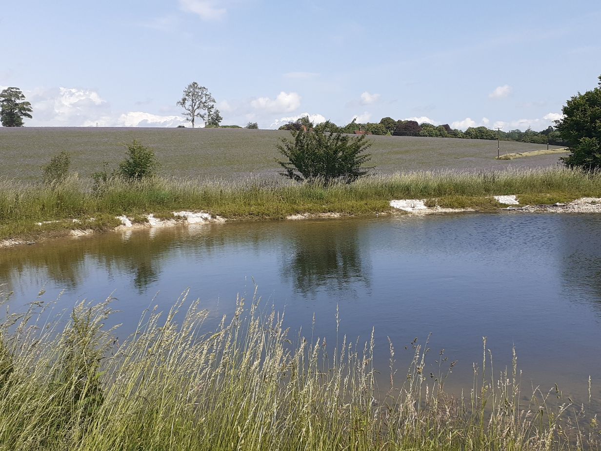 the restored pond