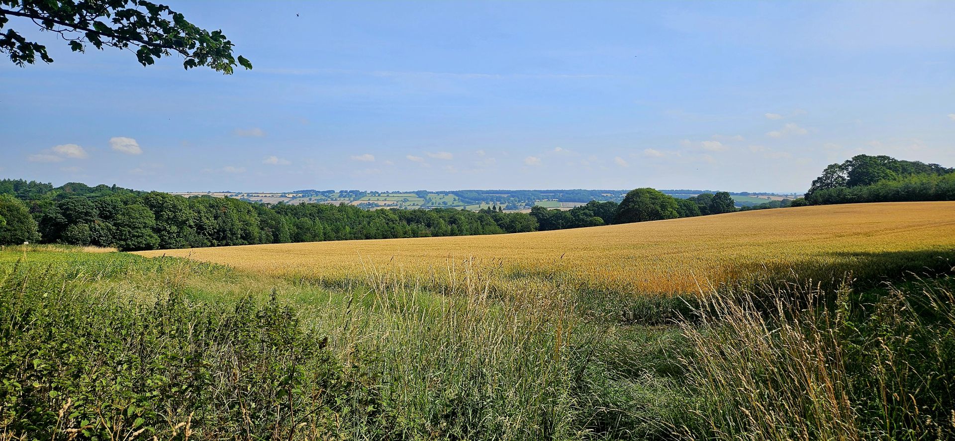 Field