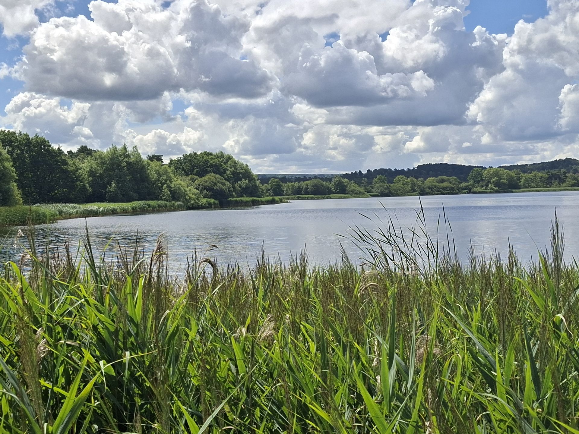Frensham Little Pond