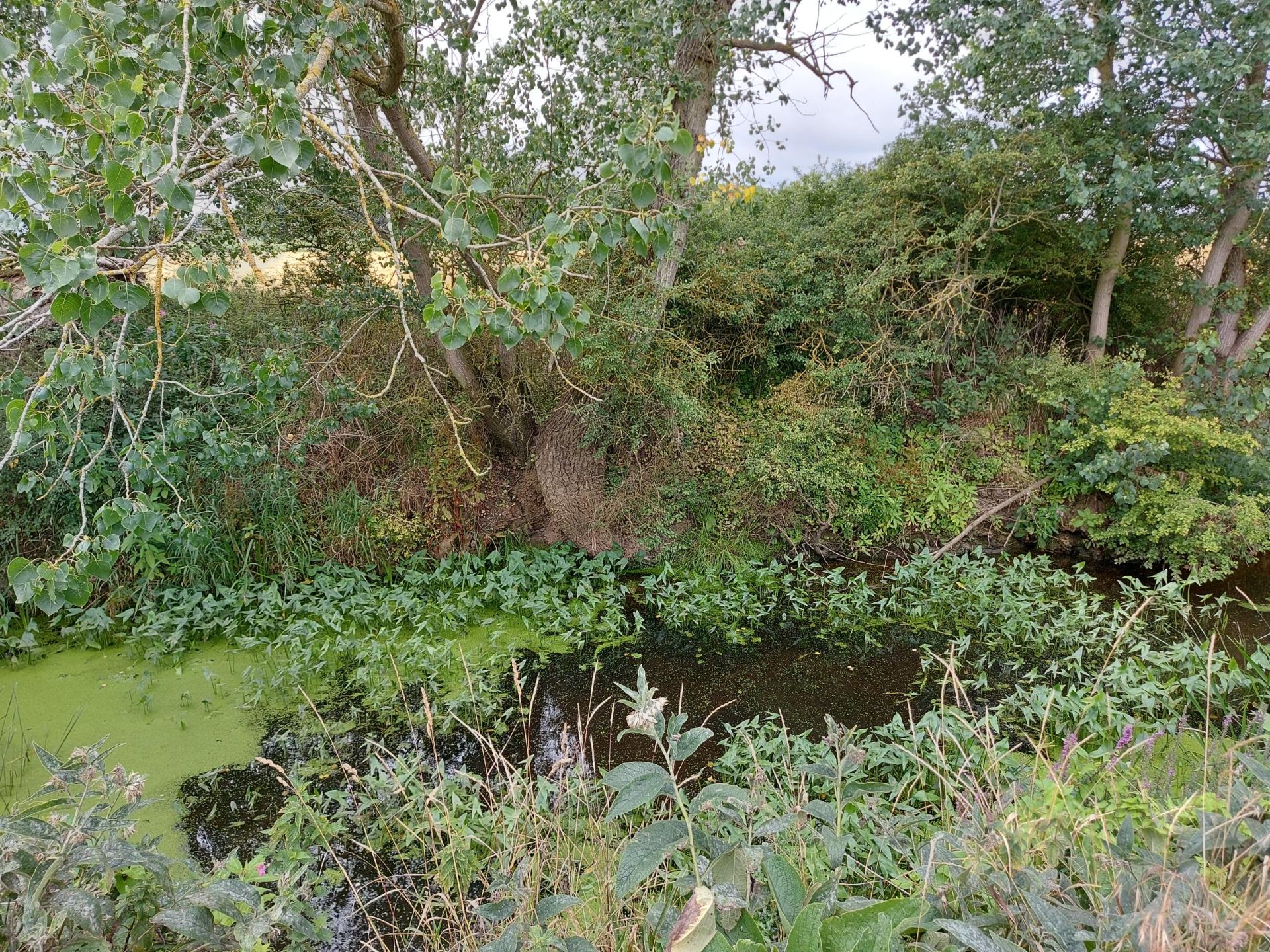 Stream with water plants