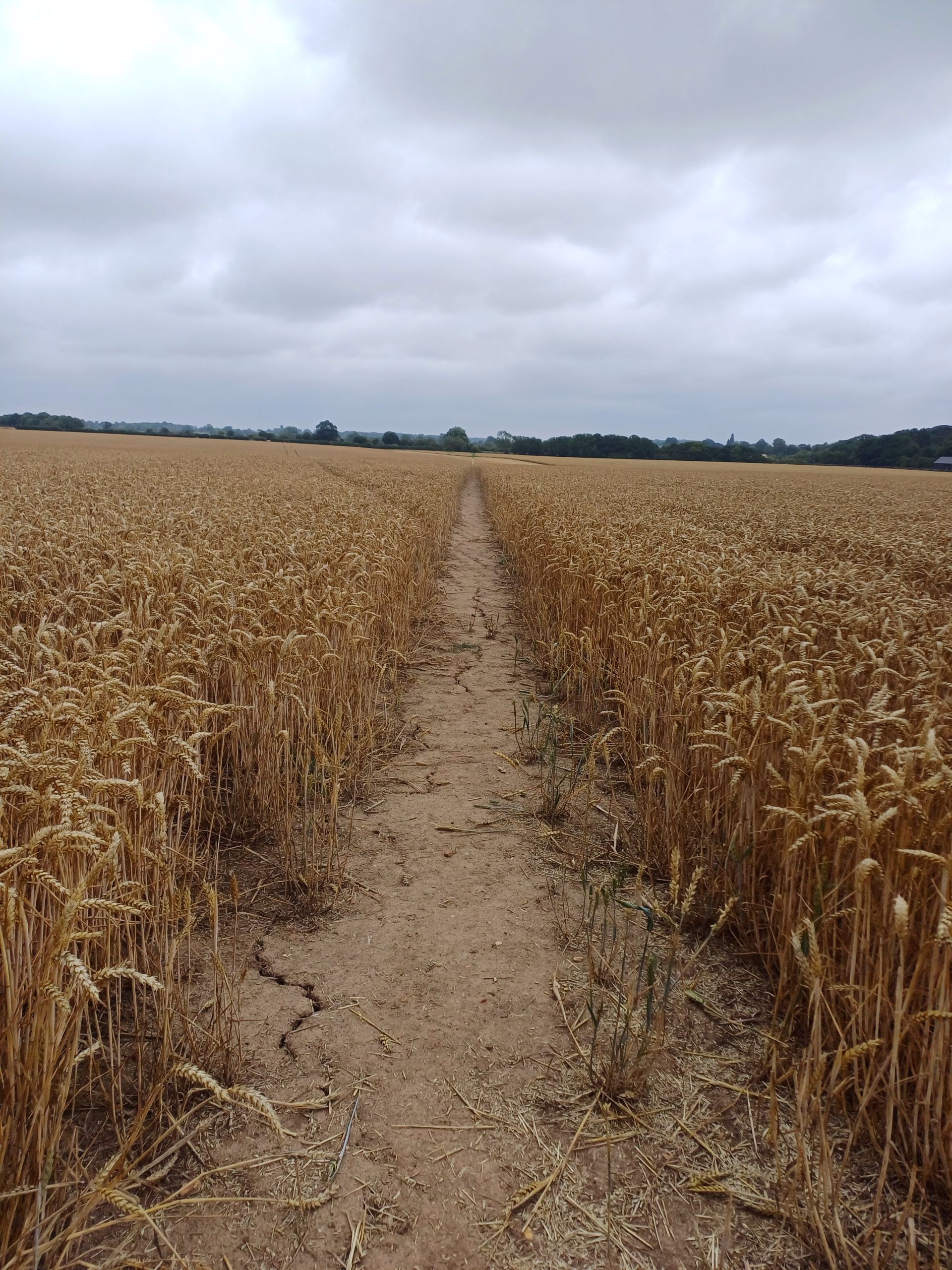 Path through corn