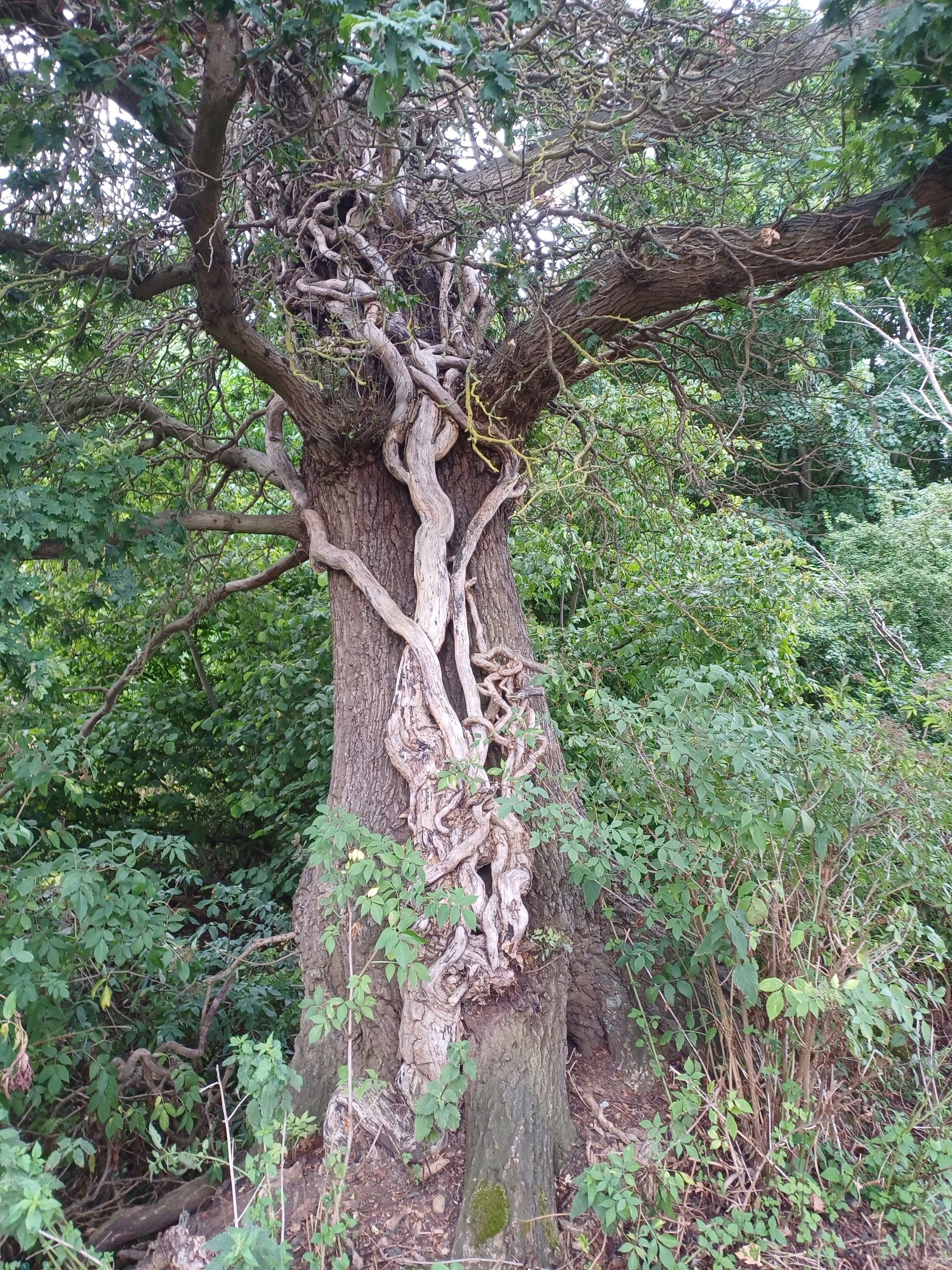 Tree trunk