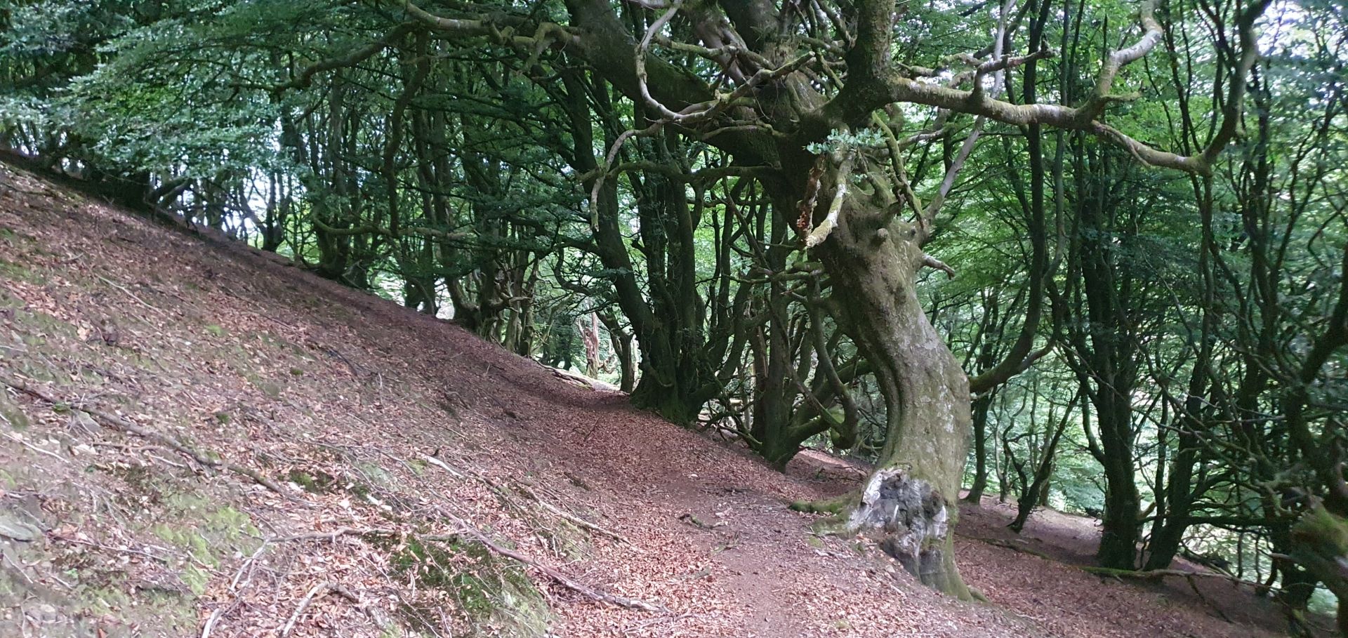Graig-ddu Wood