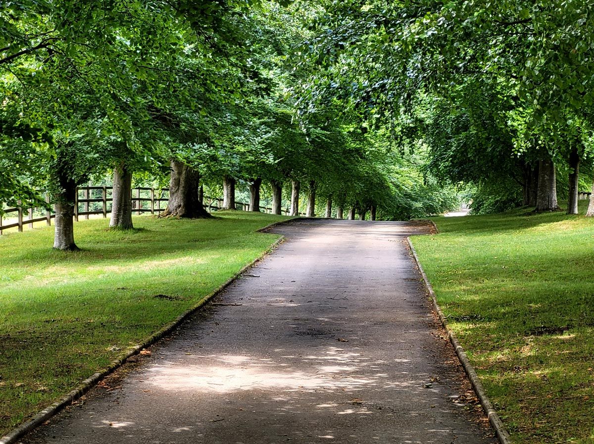 Path through tree canopy