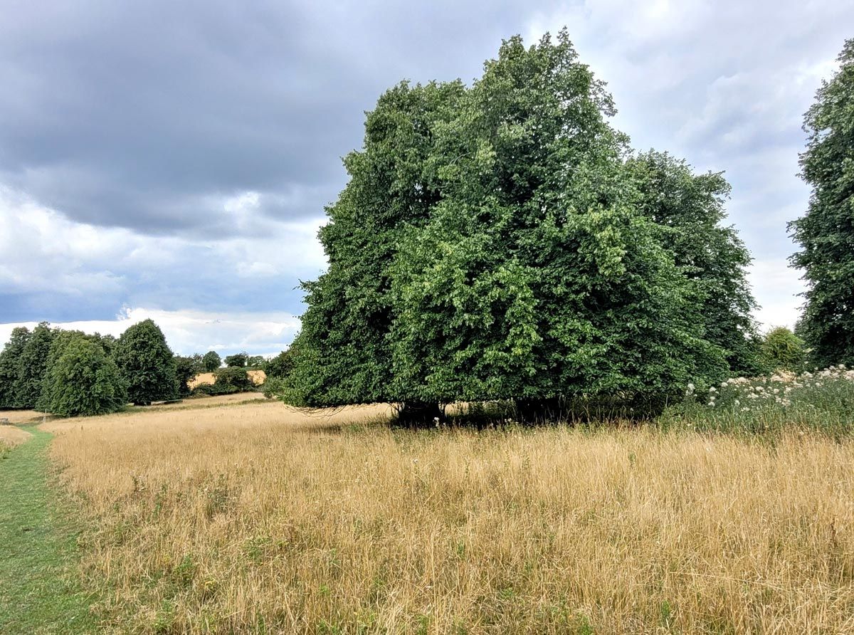 field with trees
