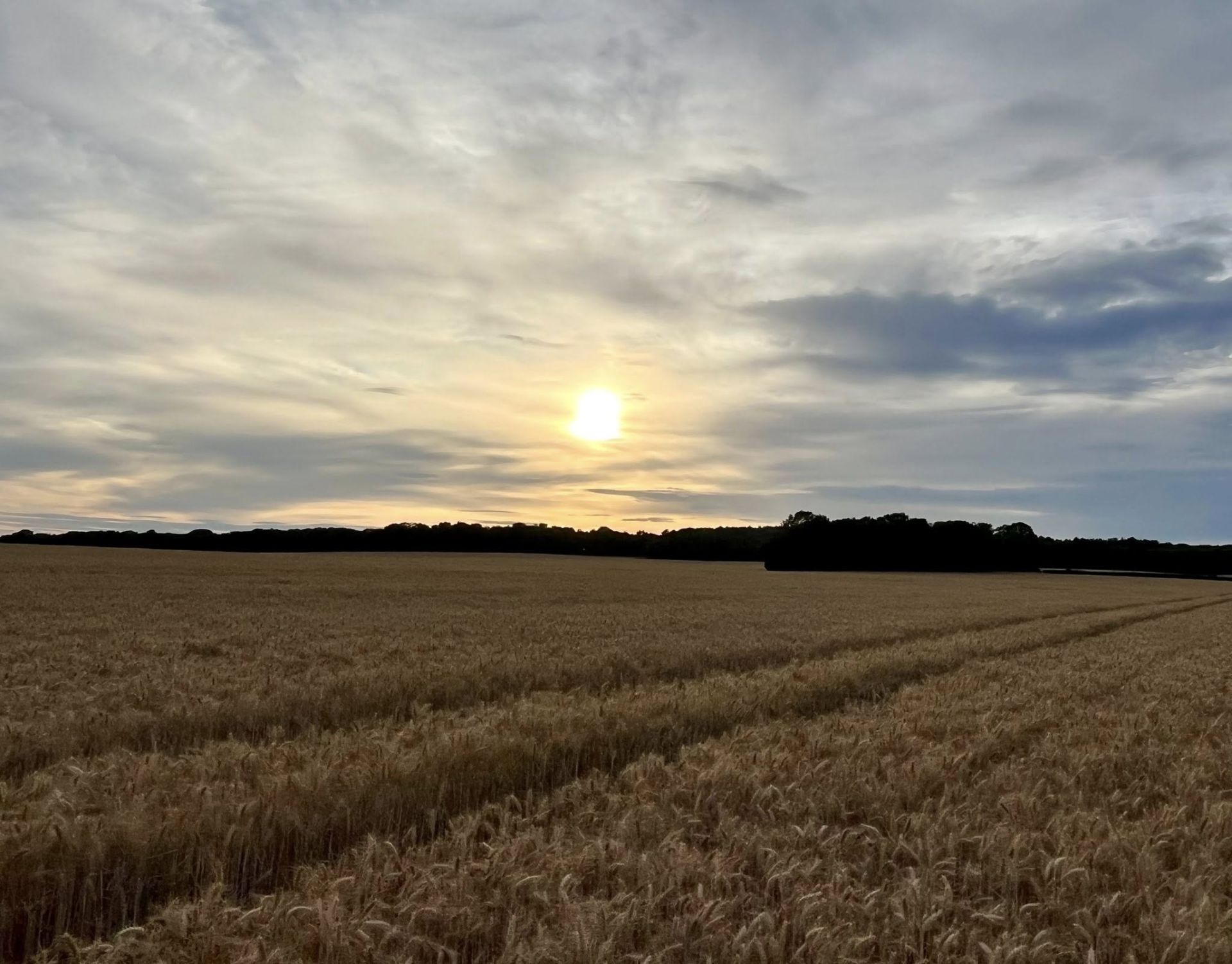 Sunset over a grain field