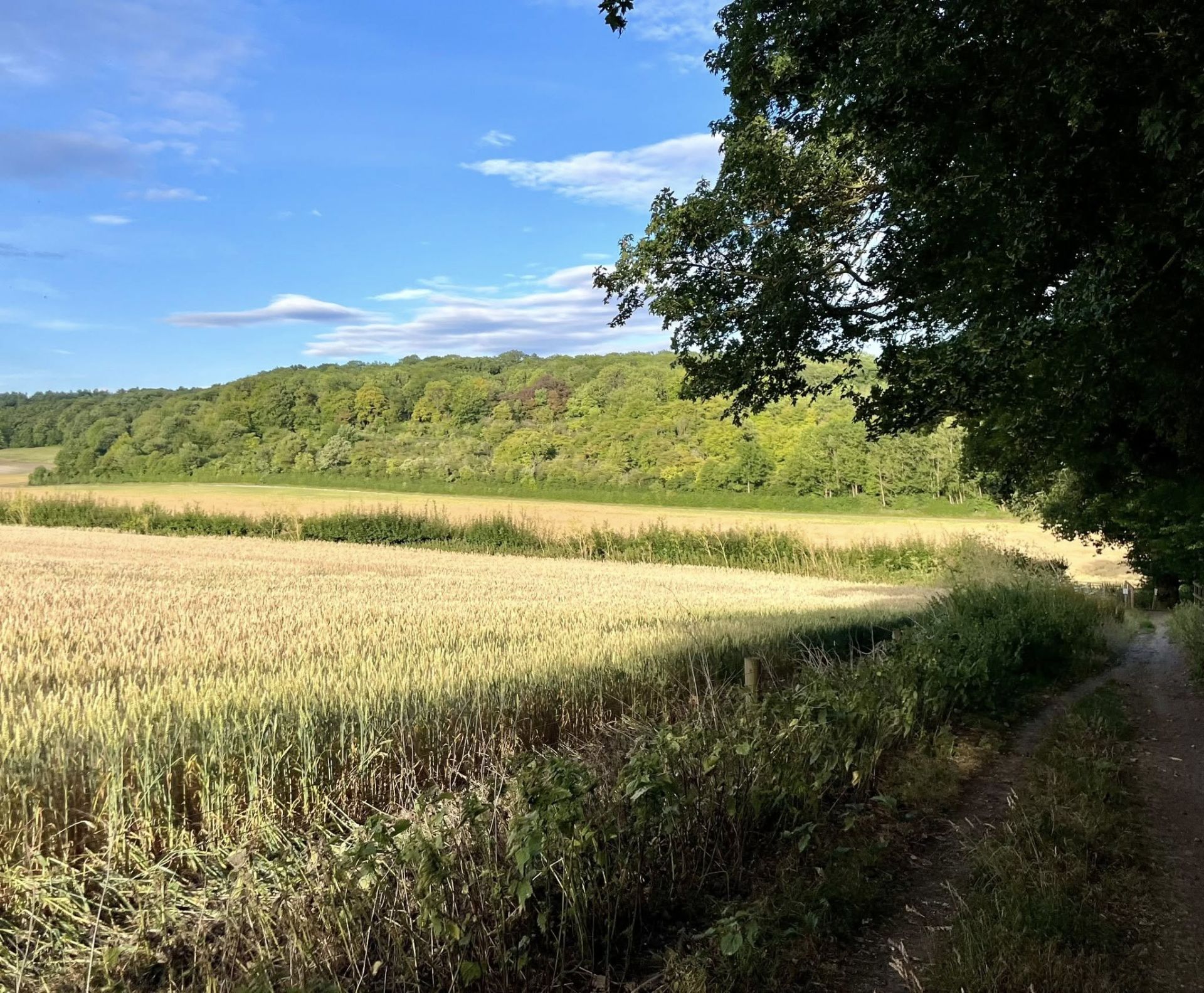 A path with a view of arable fields and woods