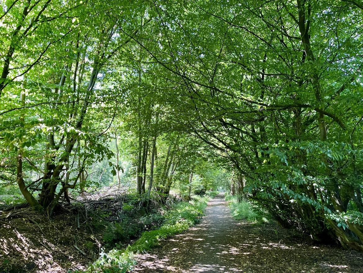 A path through woodland