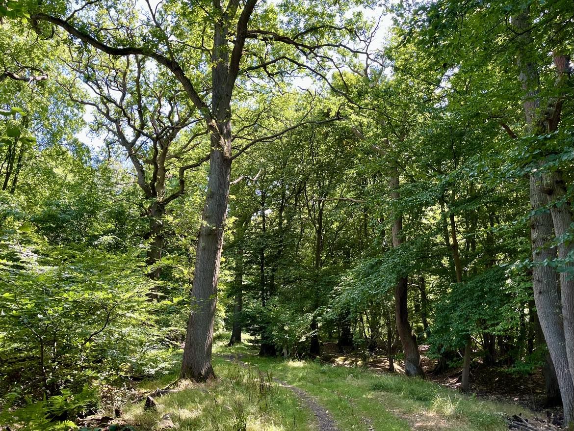 A path through woodland
