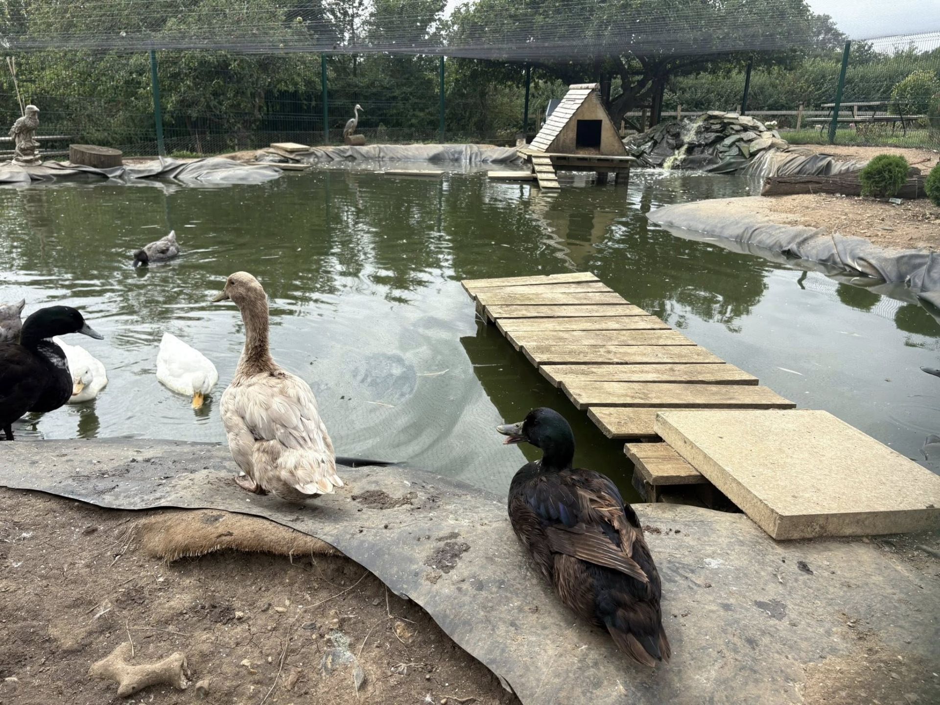Ducks at the Candlestick Pub
