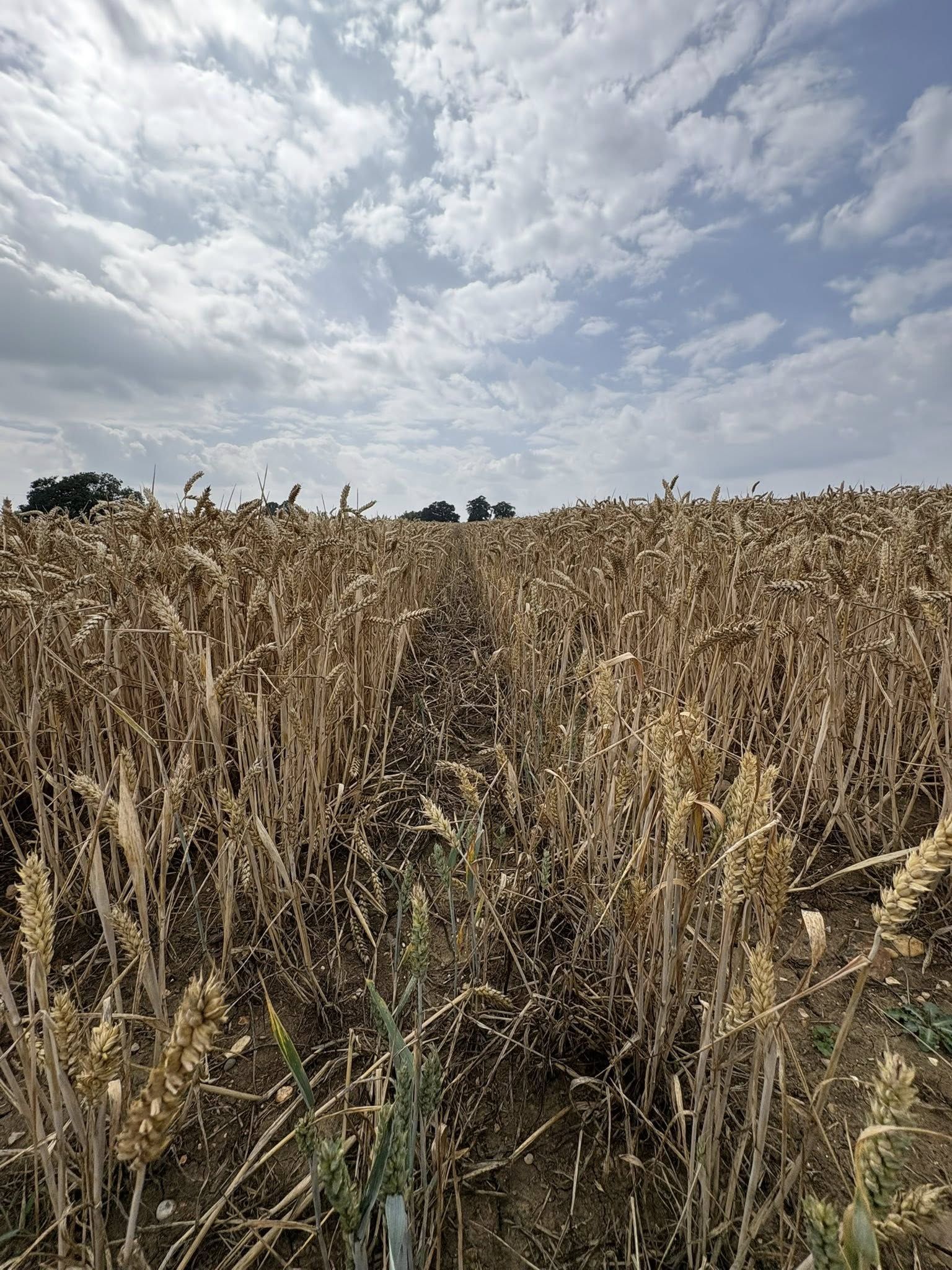 A view of a wheat field