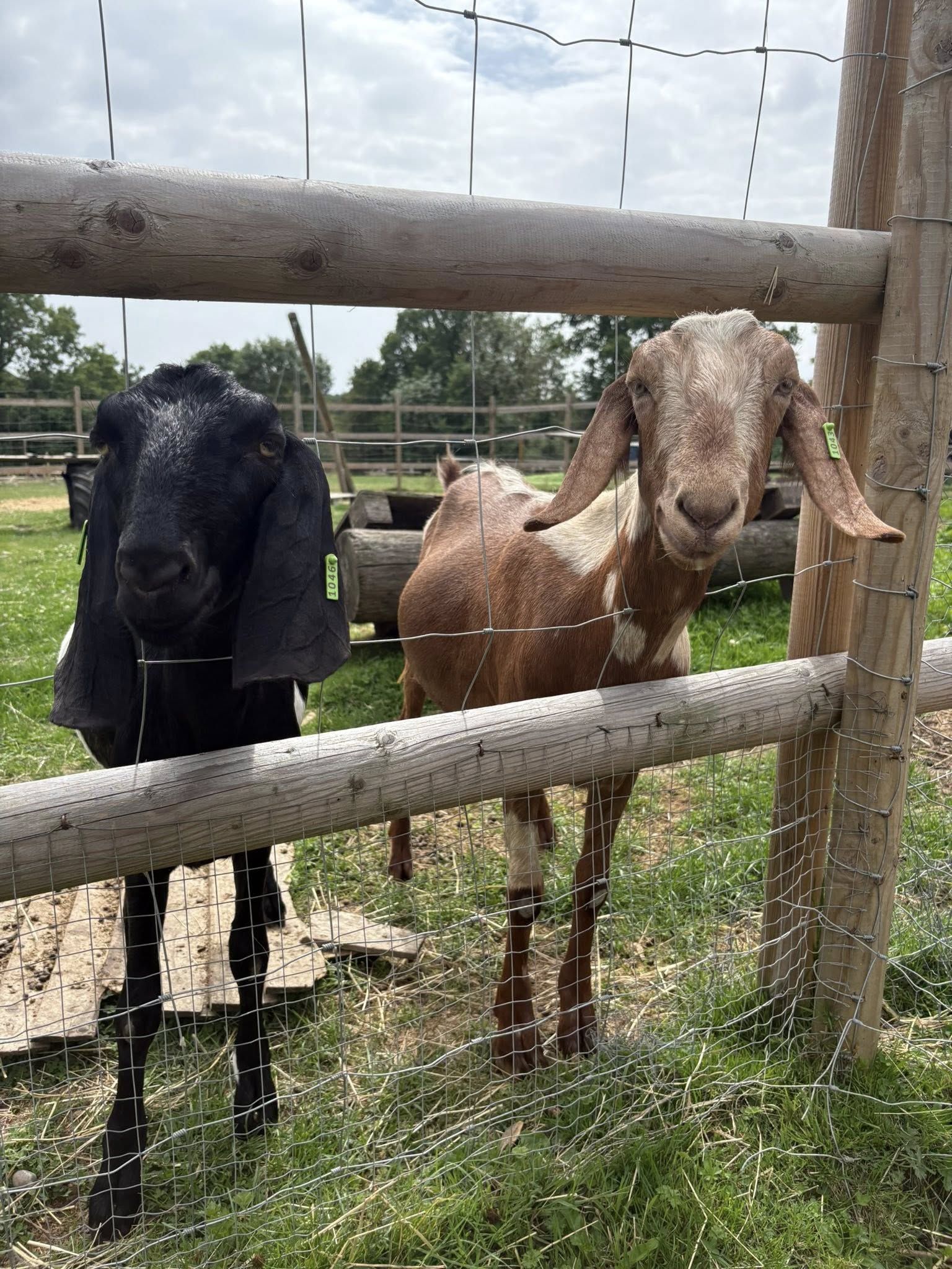 Goats at the Candlestick Pub