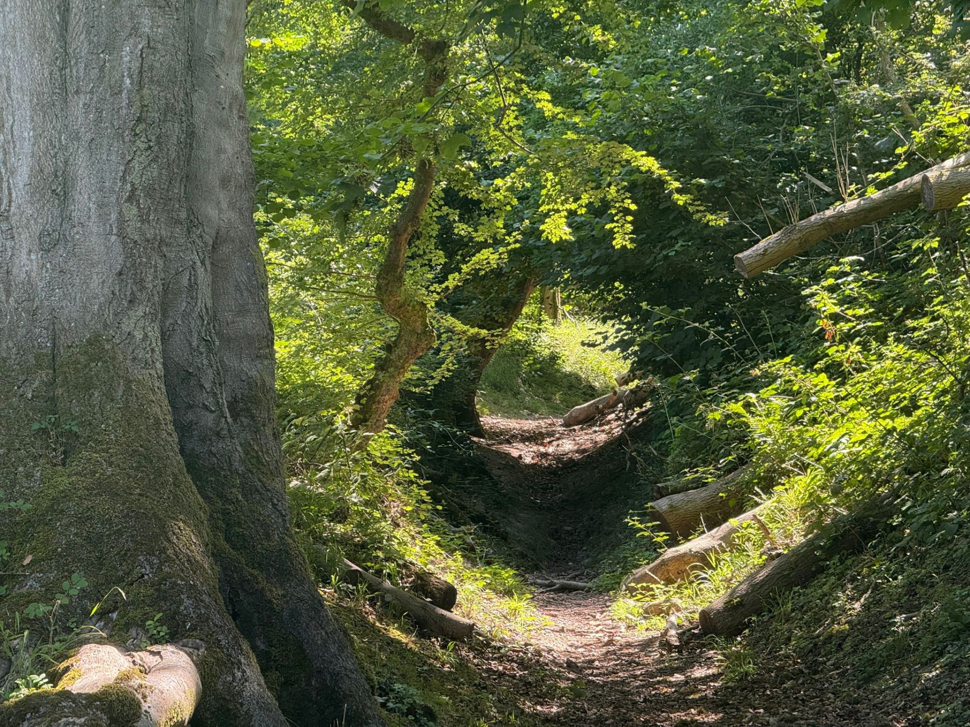 Woods at Newtimber Hill