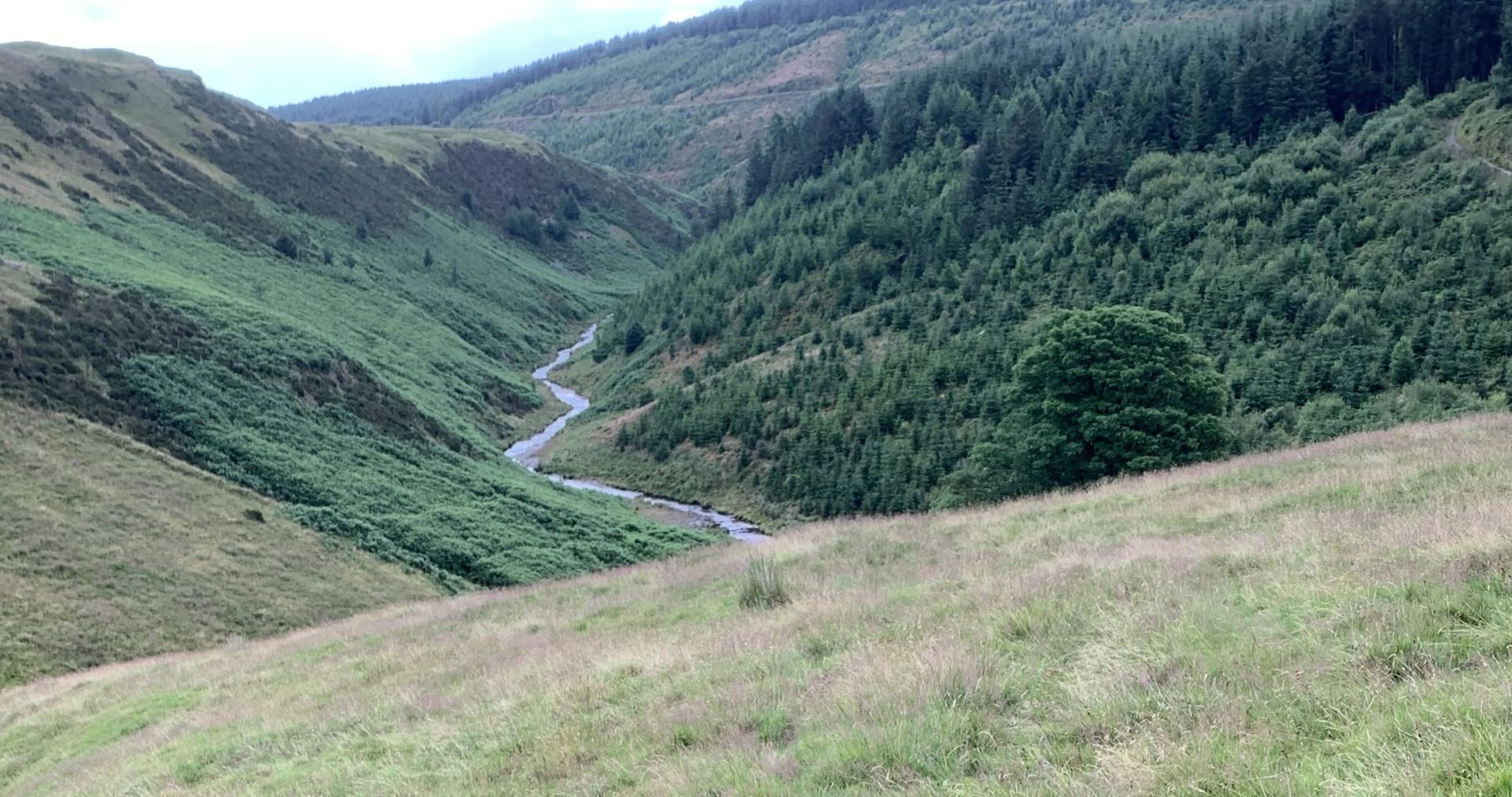 Afon Clywedog from South of Dylife Plateau