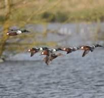 Grimley wetlands