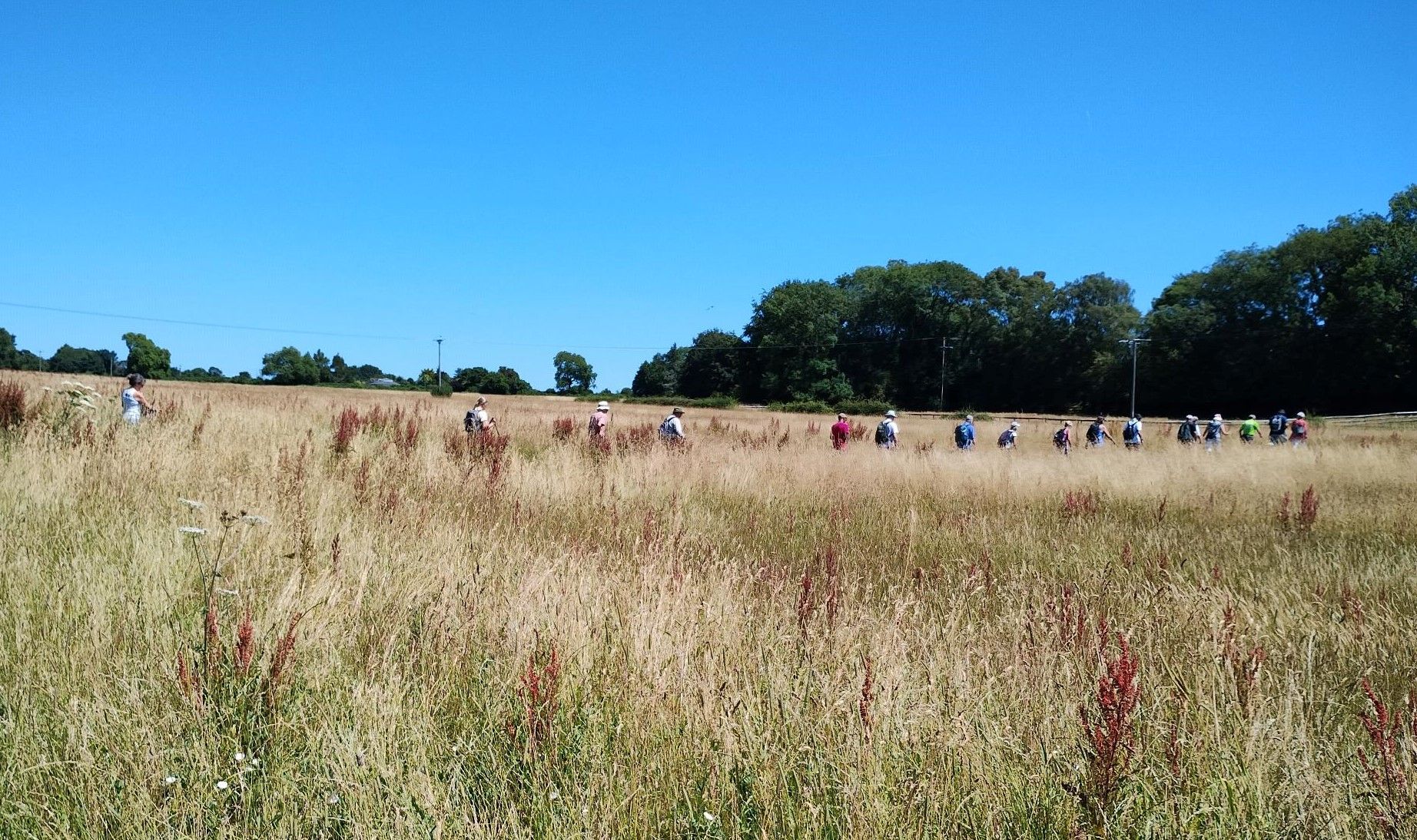 field and deep blue sky, ramblers walking