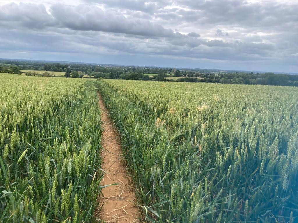 Saturday strenuous walk