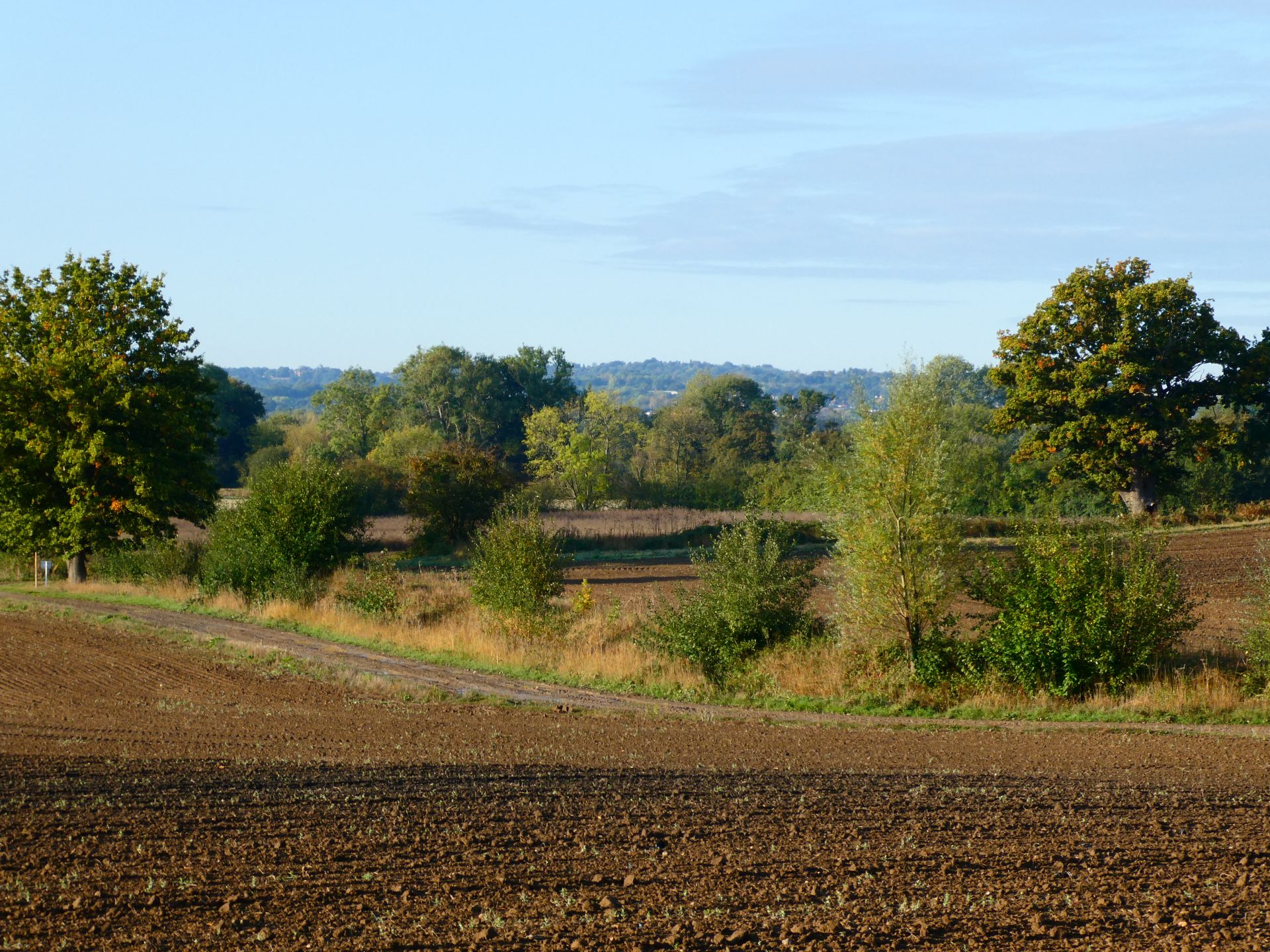 Field