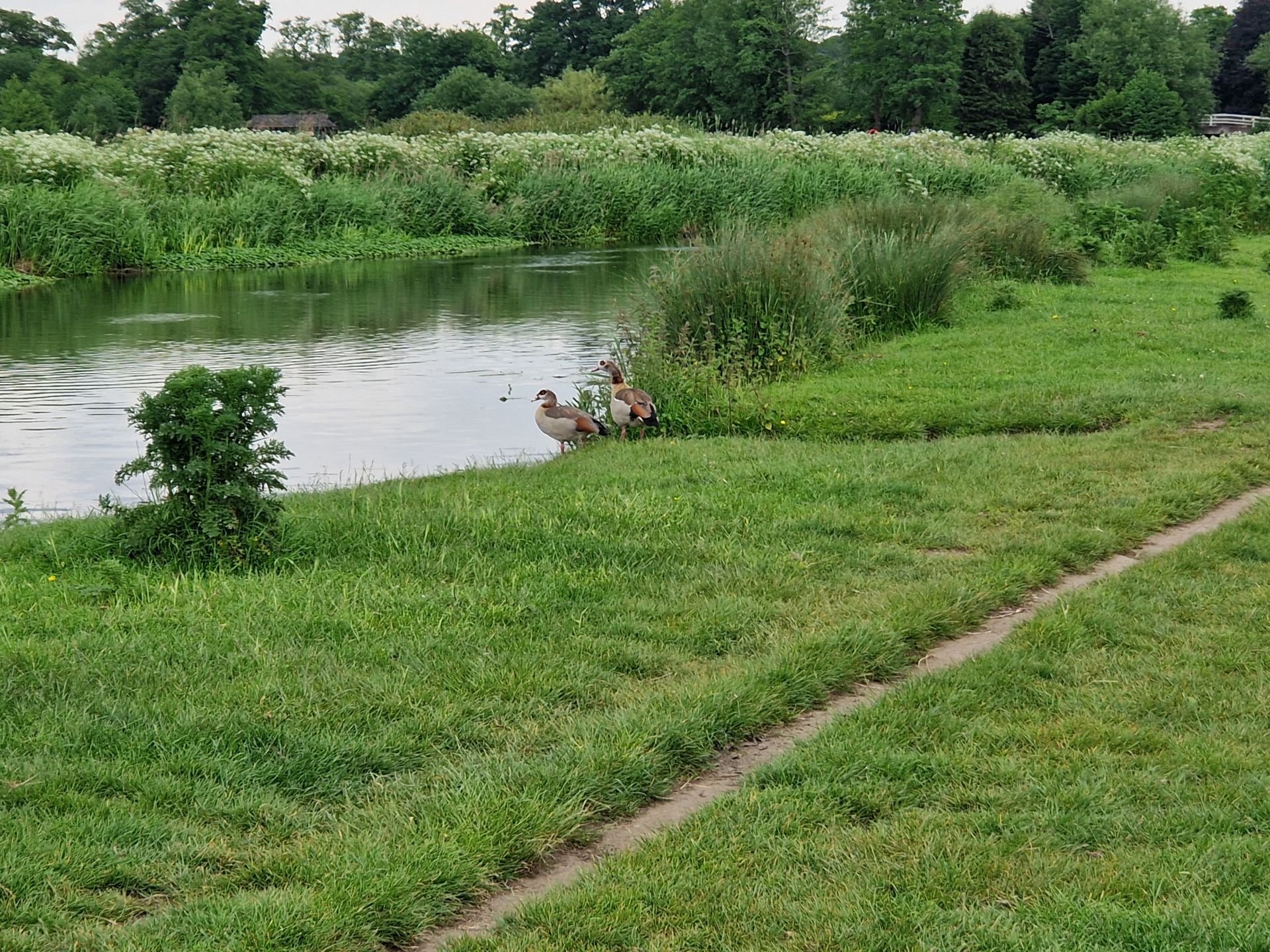 Geese