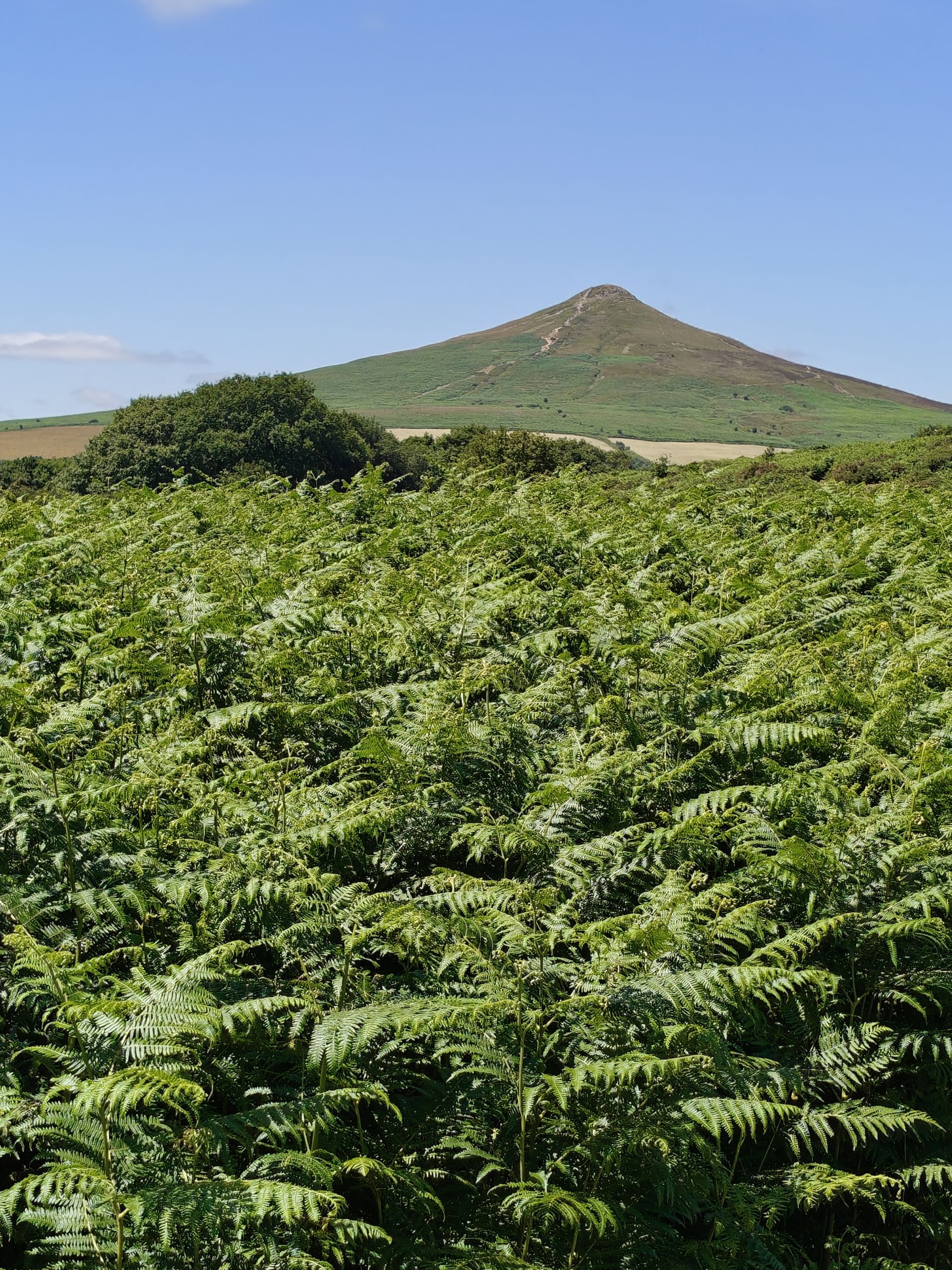 Sugar Loaf