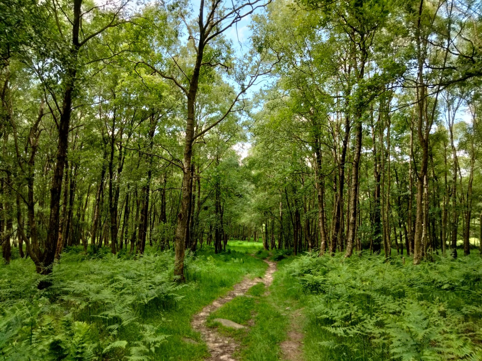 Woods