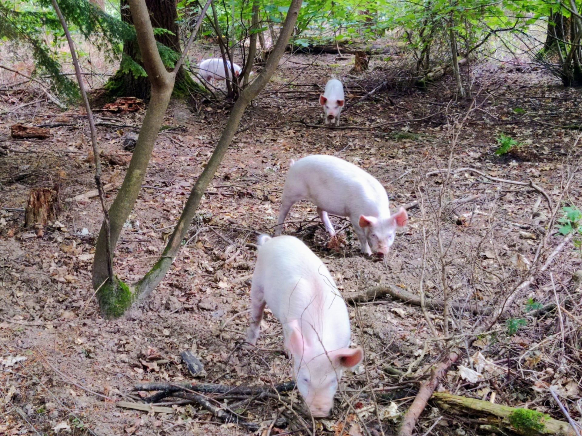 Small white pigs in woodland