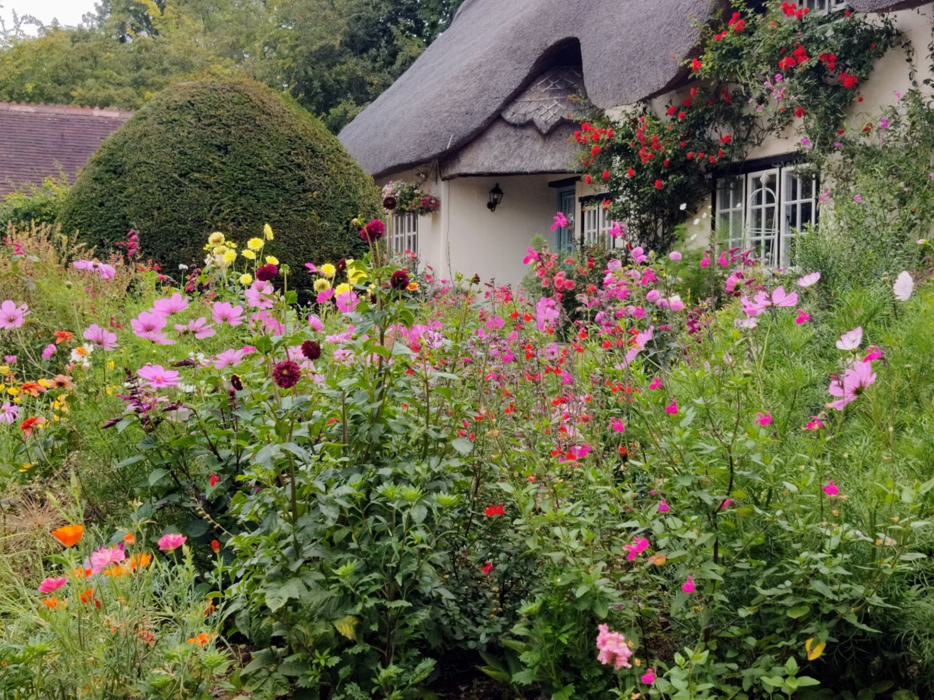 Thatched cottage with cottage garden in full summer bloom