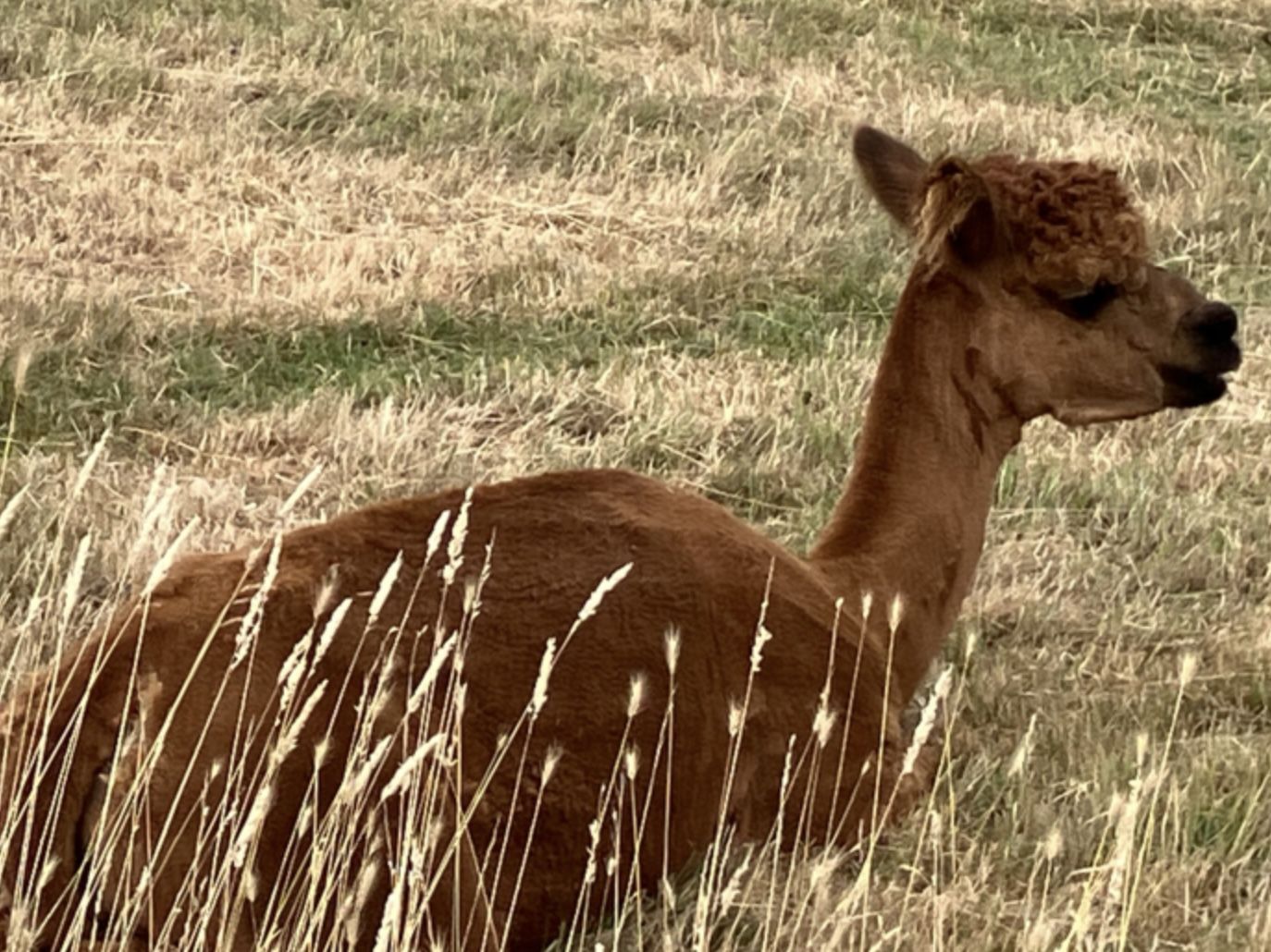 Alpaca