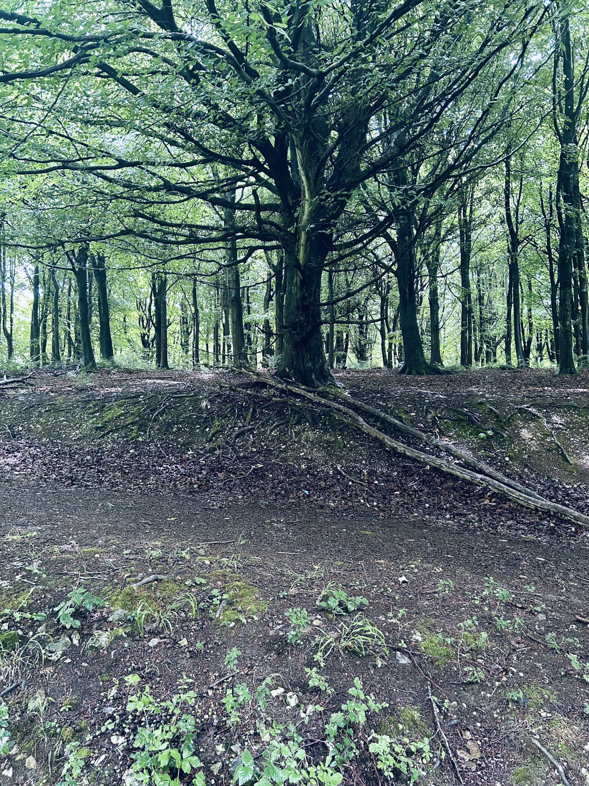 Friston Forest