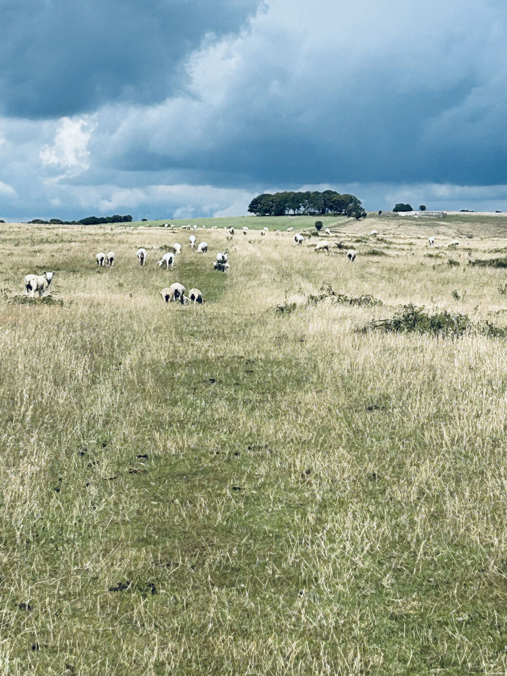 Sheep on the Downs