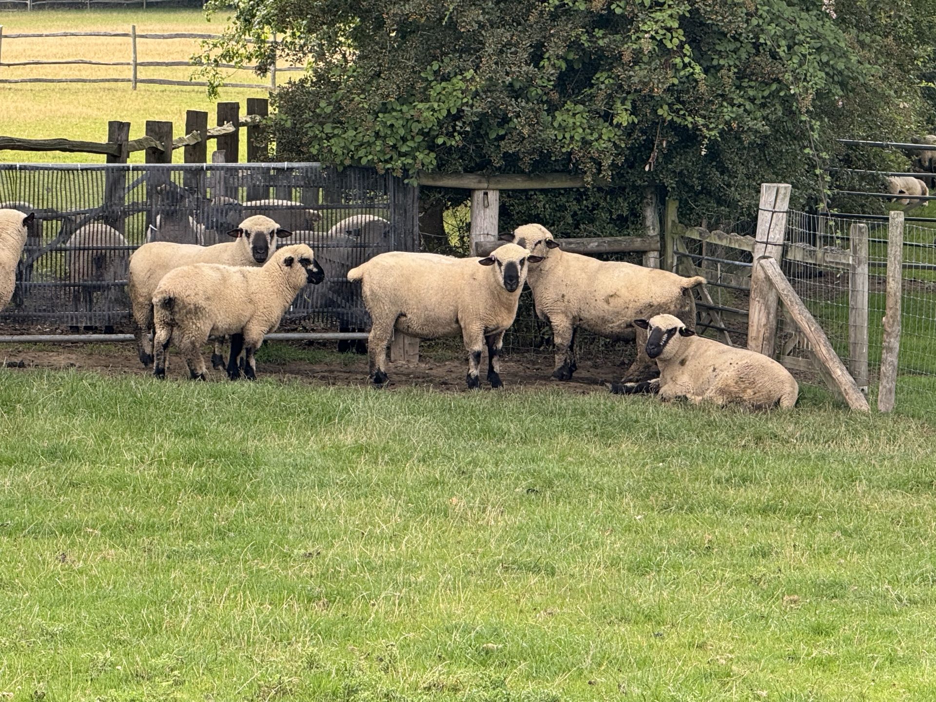 Rams