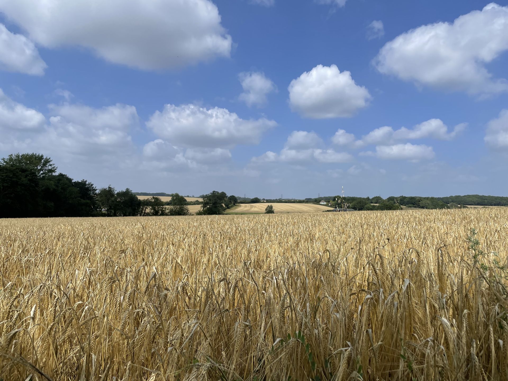 fields