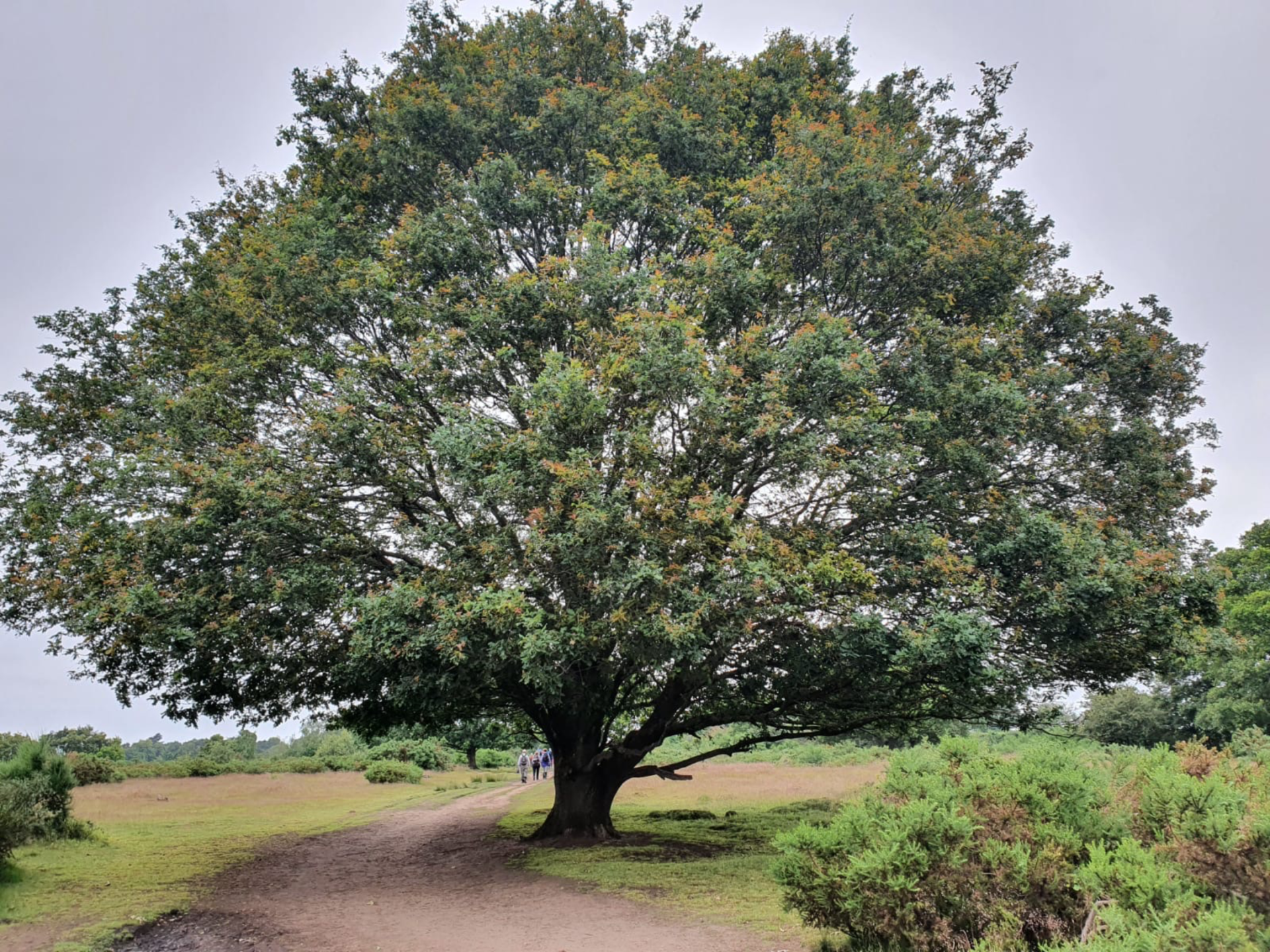 Hartlebury Common 