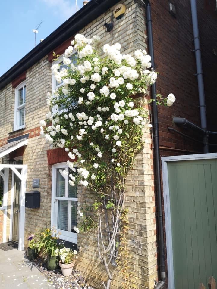 Roses on a house