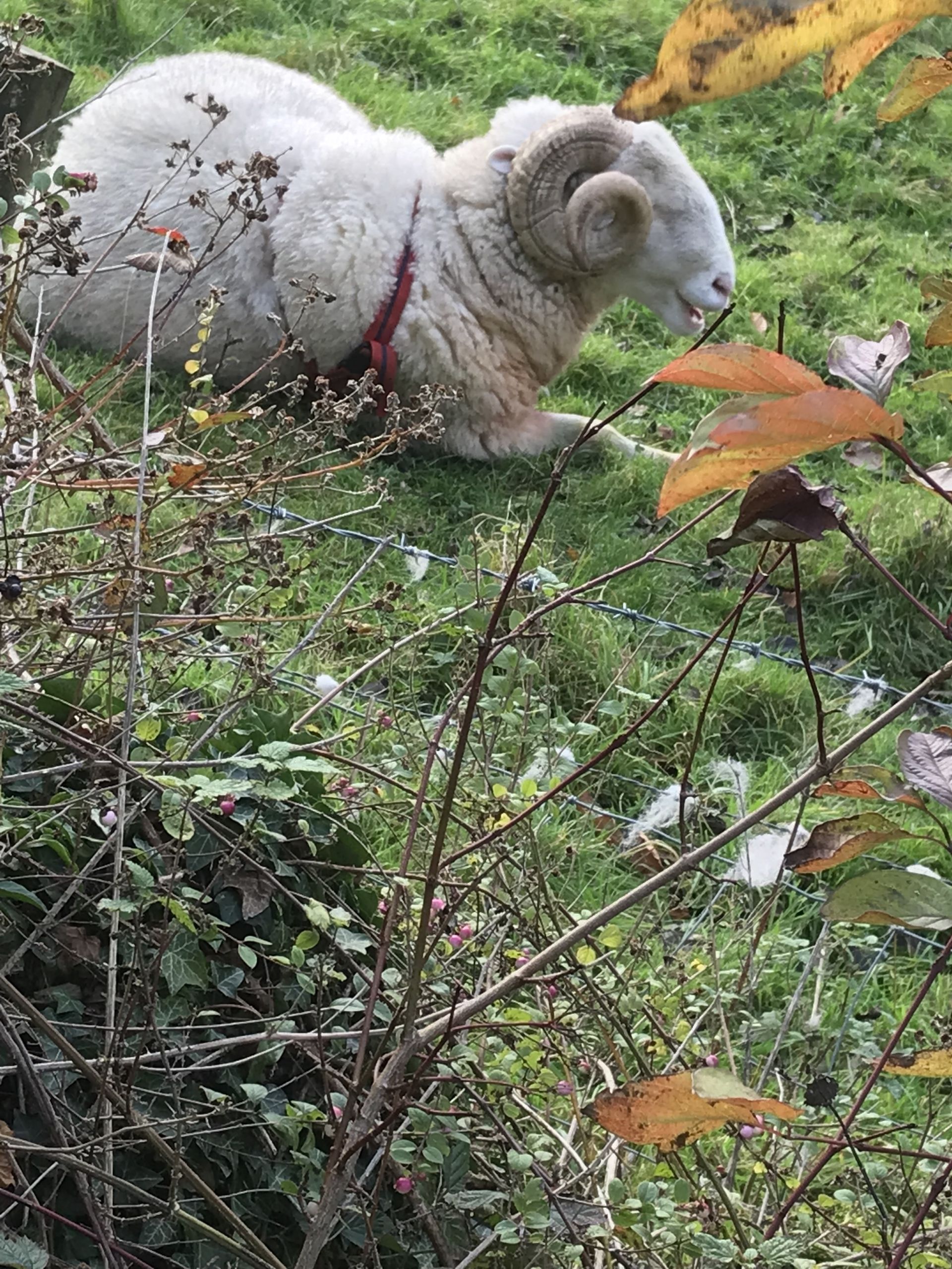 Derby Tup?