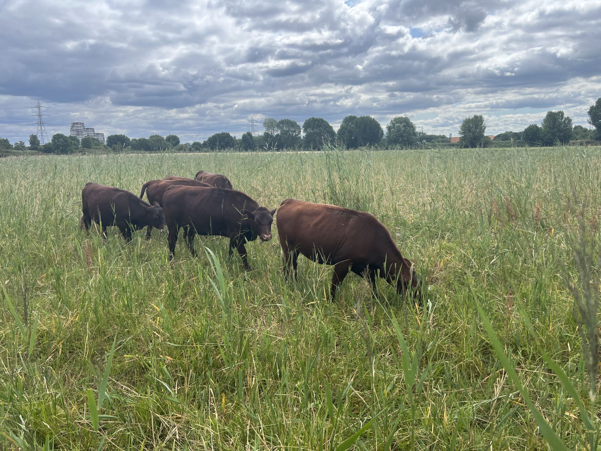 Cattle on Walthamstow Marshes